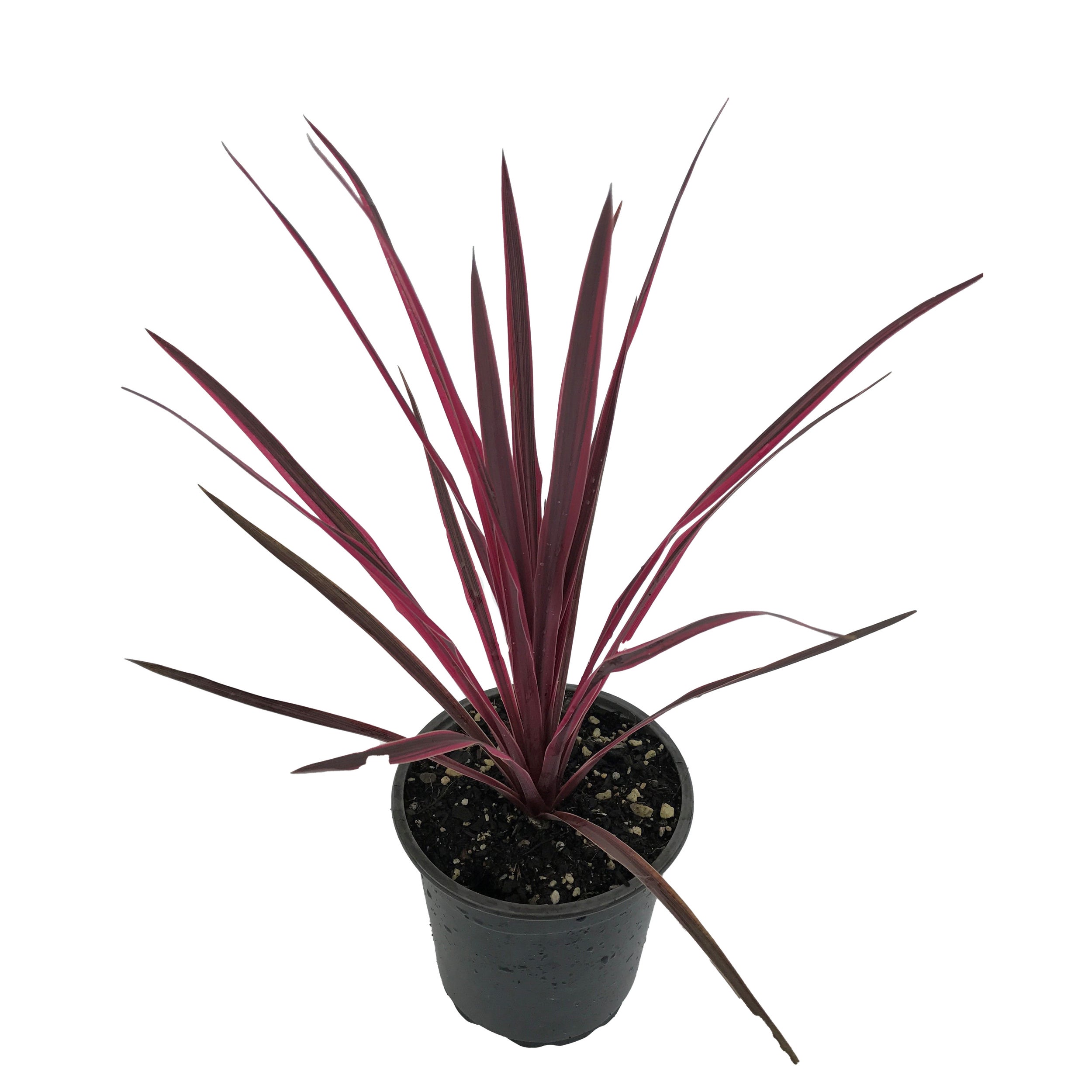 Cordyline Hybrid 'salsa' (cabbage Tree) - 2.5l