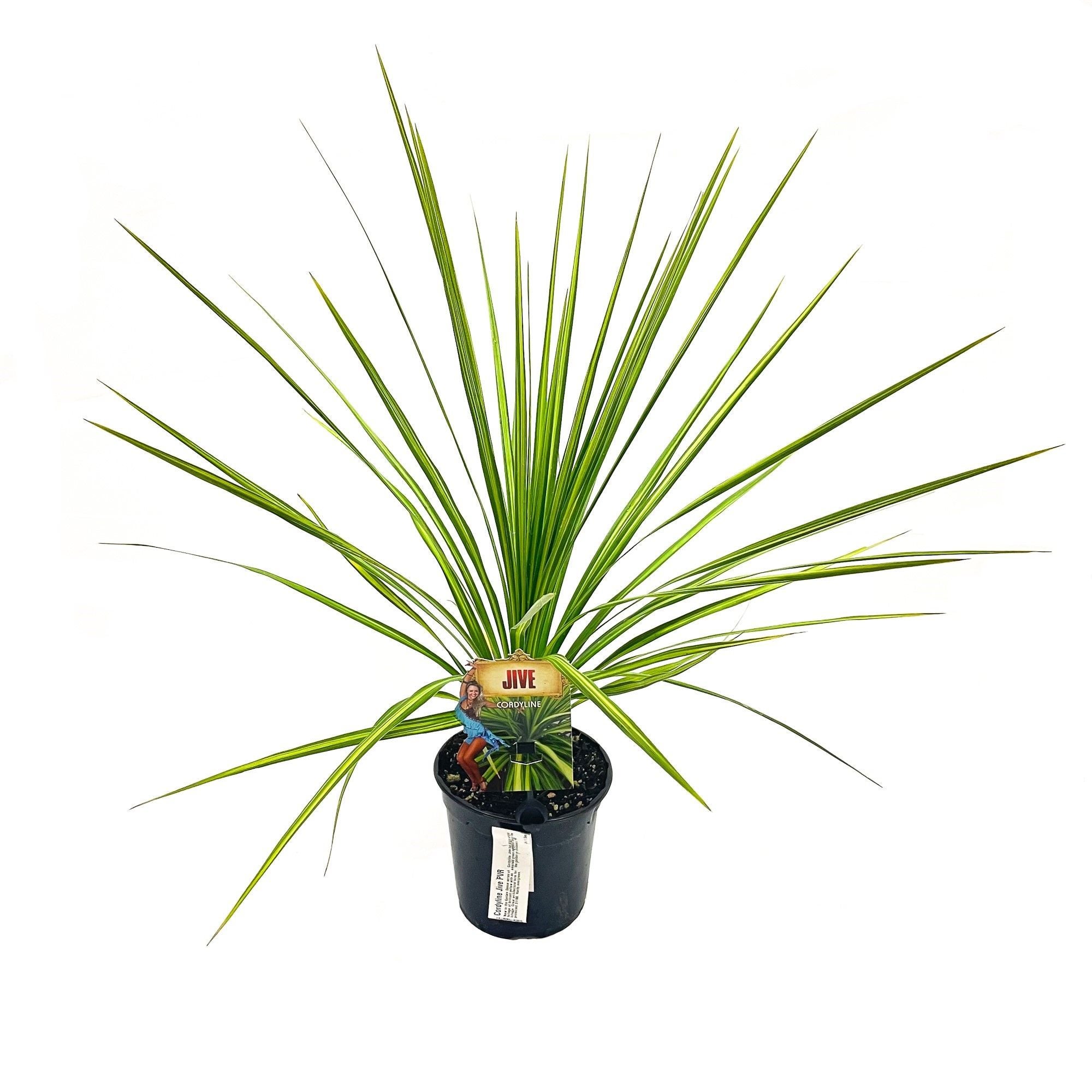 Cordyline Hybrid 'jive' (cabbage Tree) - 2.5l