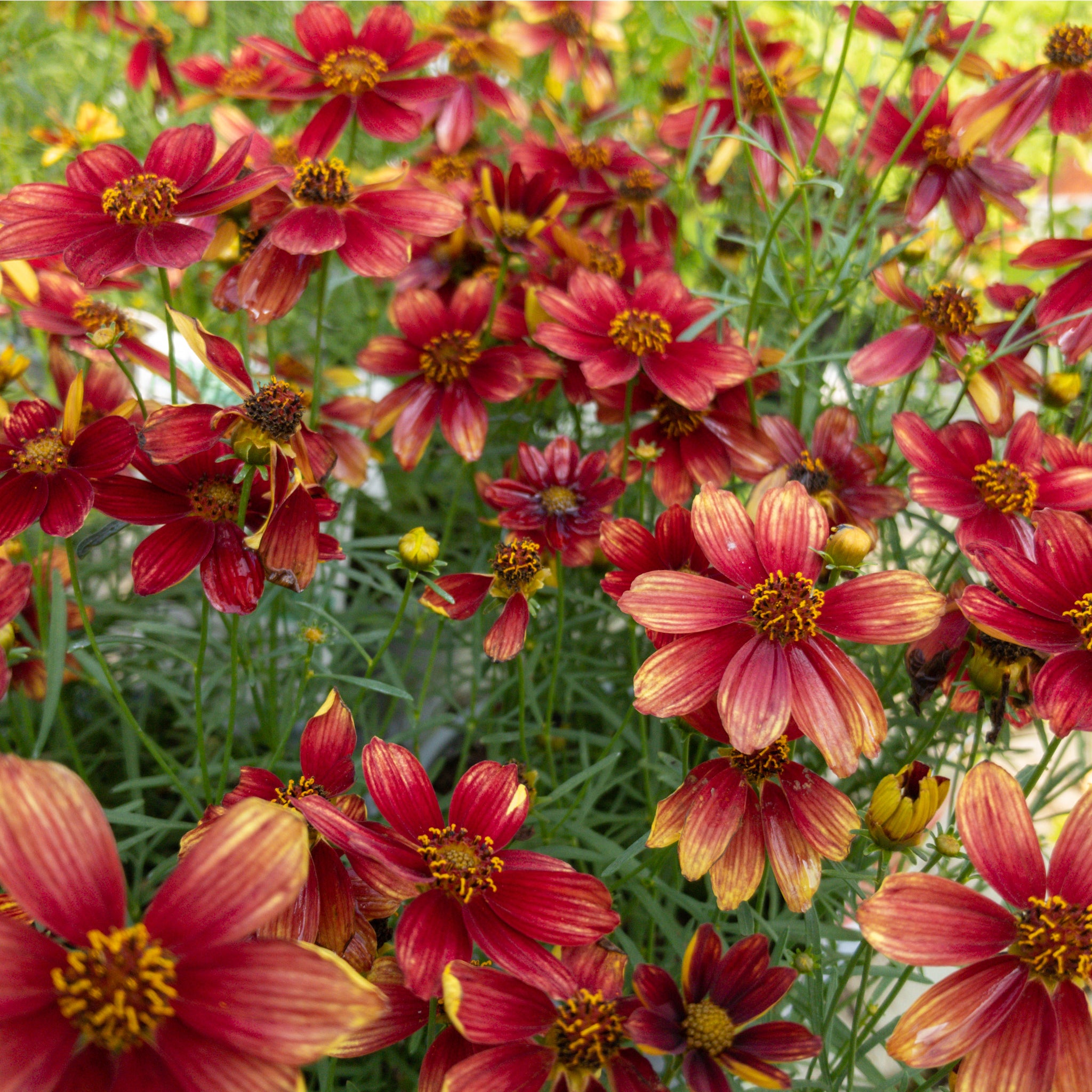 Coreopsis Sp 'highland Rossana' - 1.5l