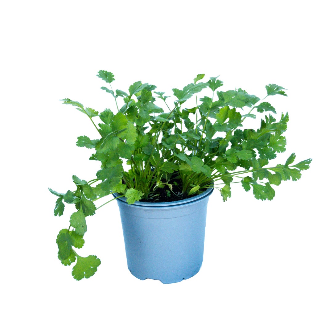 Coriander - Ready To Go 1.5l