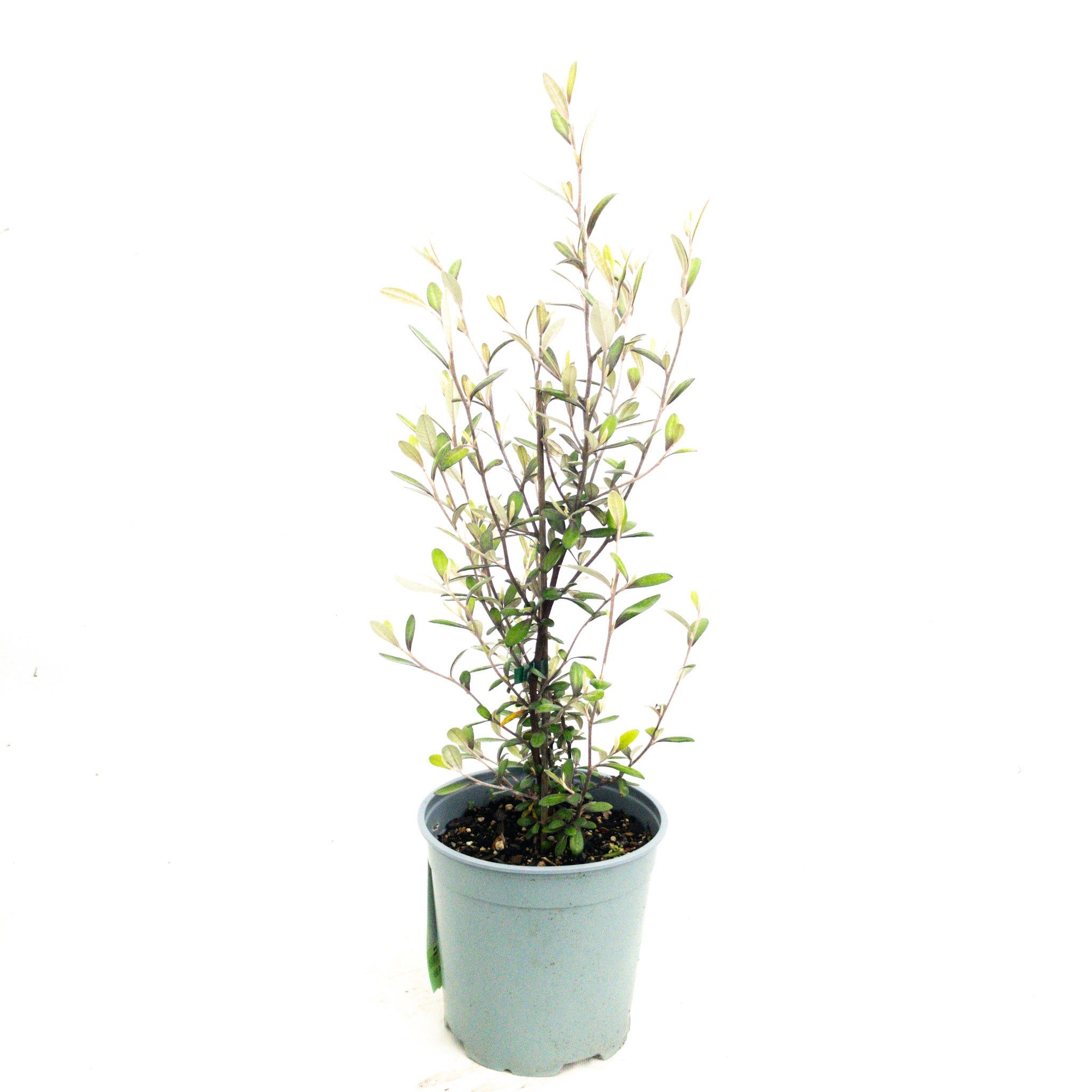 Corokia Frosted Chocolate 2.5l