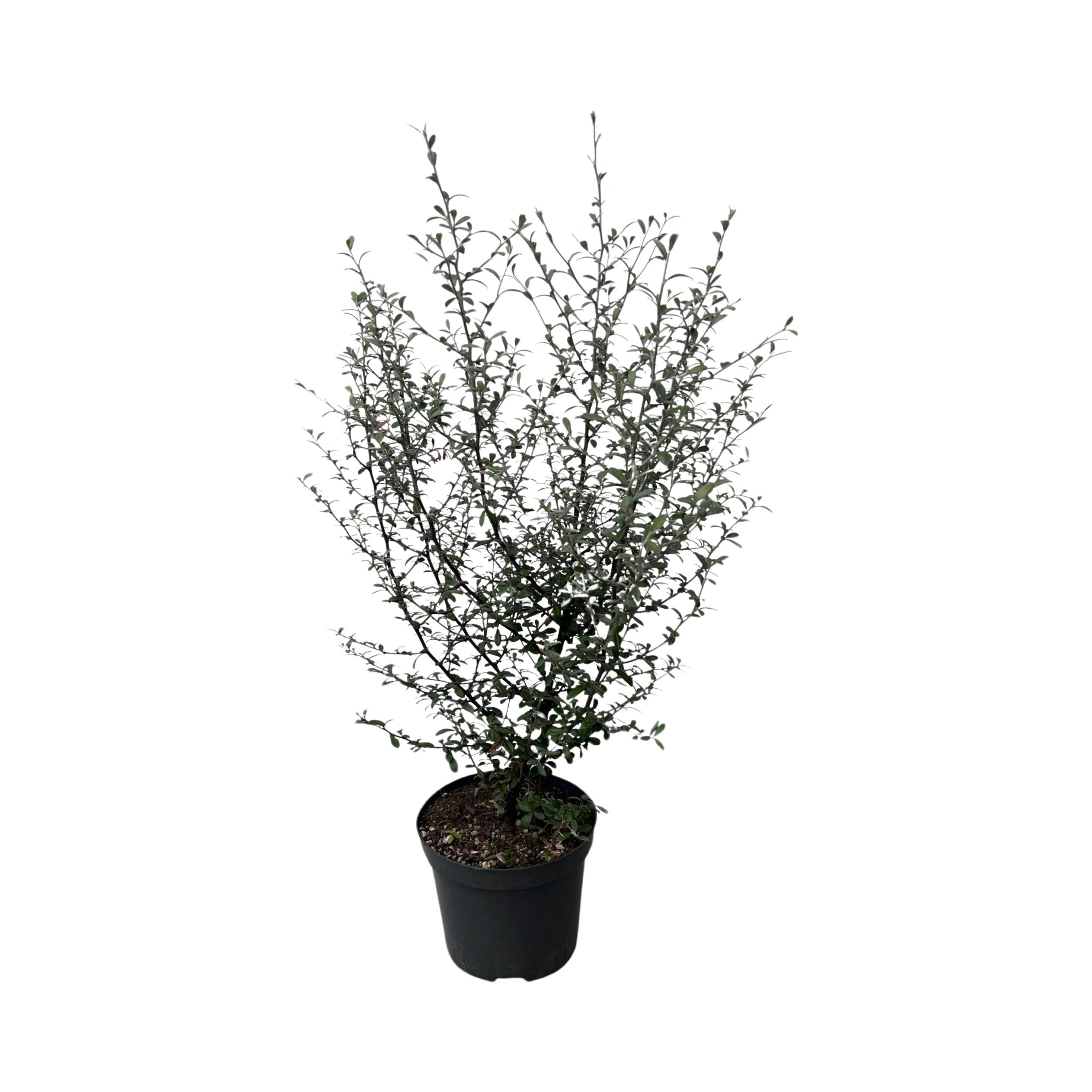 Corokia Geentys Ghost 2.5l
