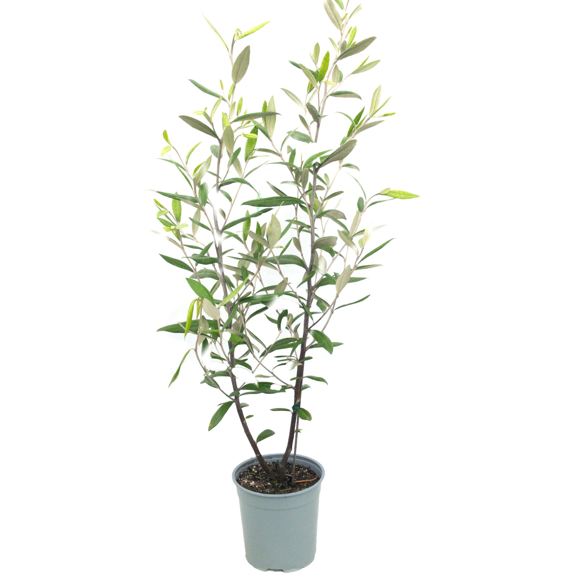 Corokia Geentys Giant 2.5l