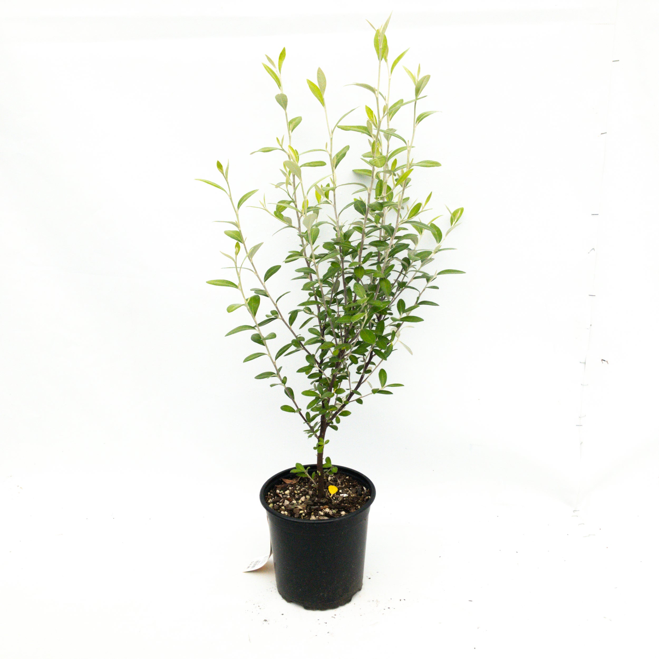 Corokia Geentys Green 2.5l