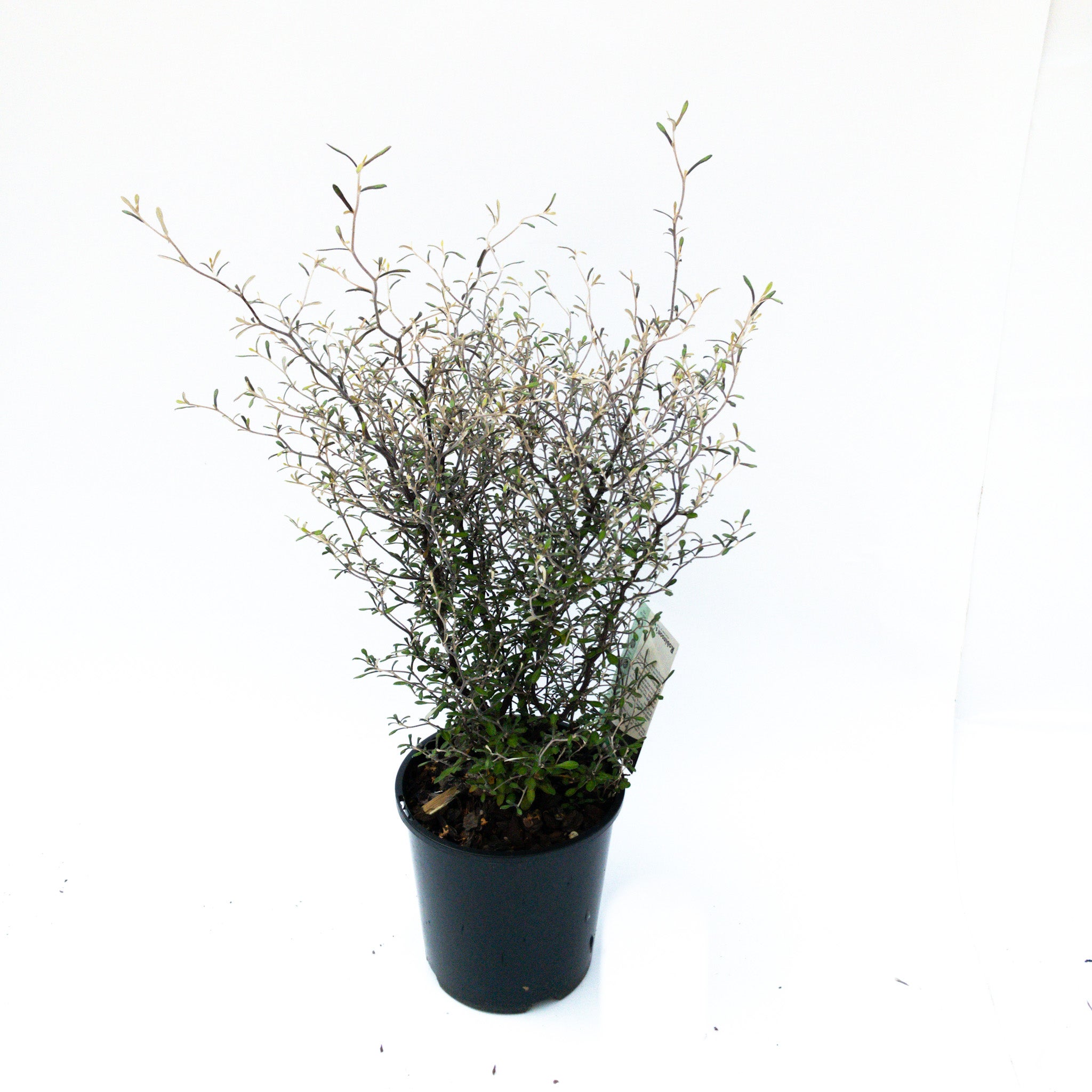 Corokia Silver Prince - 1.9l