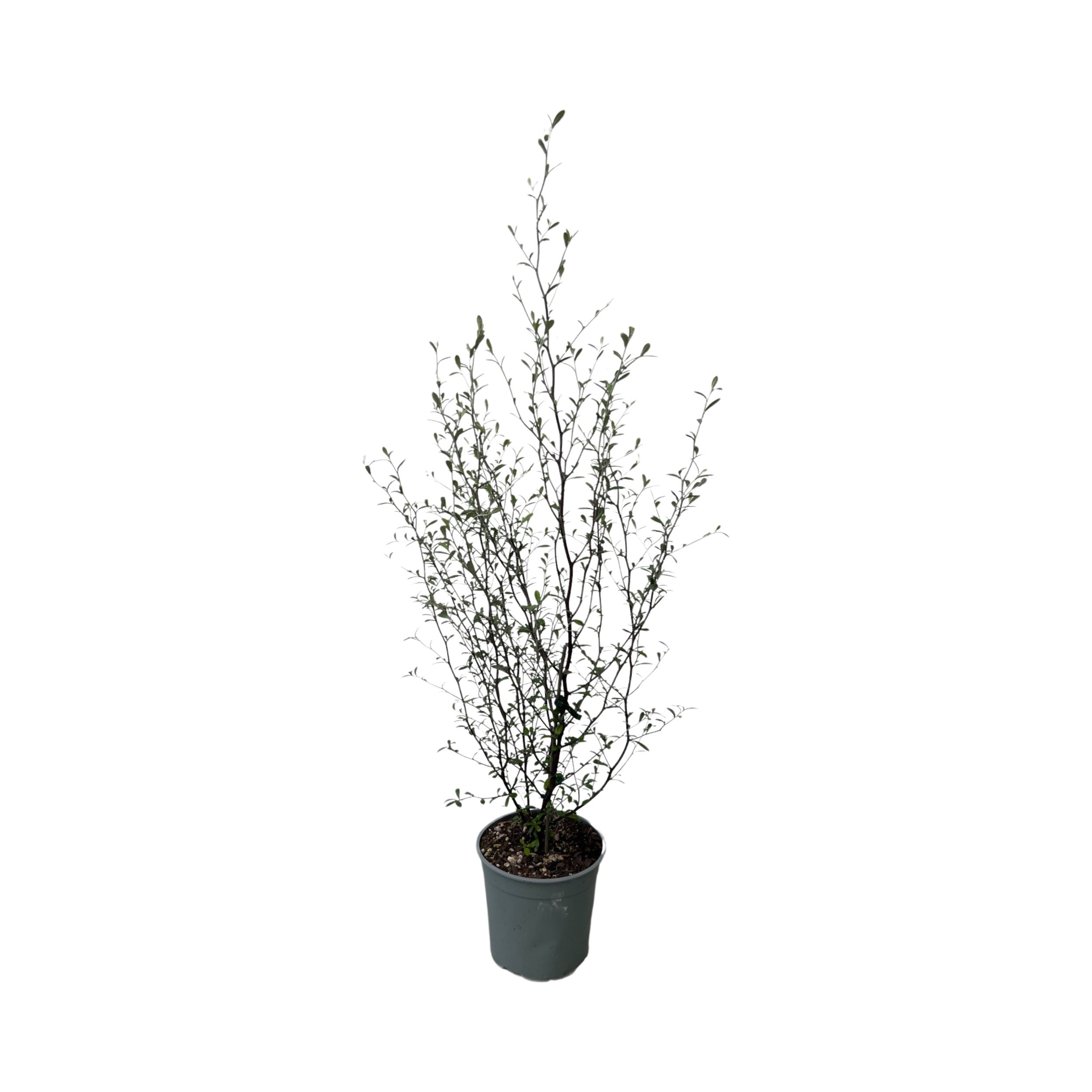 Corokia X Virgata Emerald N Jade - 2.5l