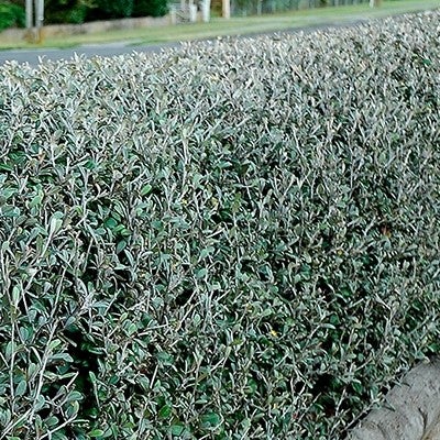 Corokia X Virgata 'frosted Chocolate' - 1.5l