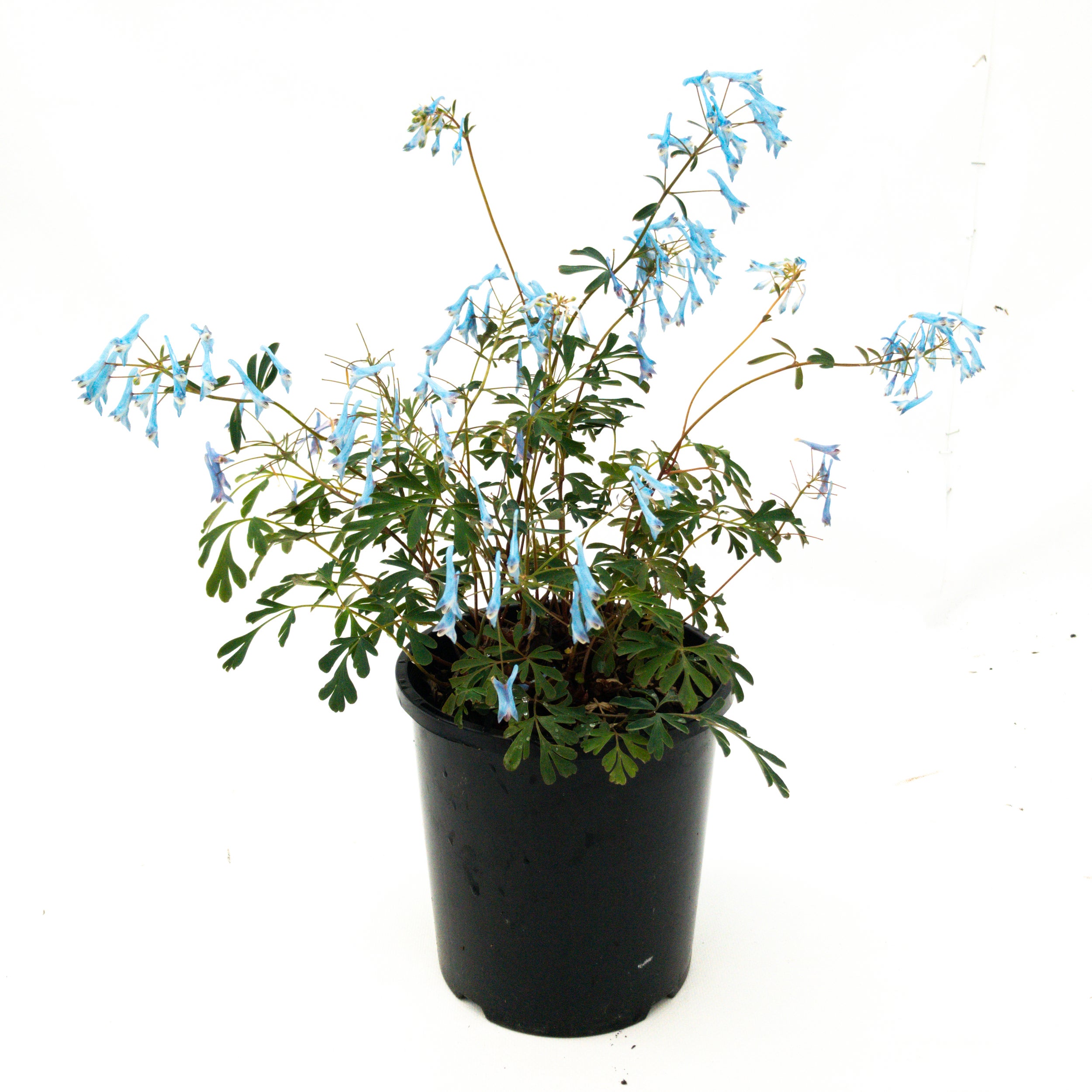 Corydalis Flexuosa 'porcelain Blue' - 2.4l