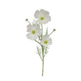 Cosmos 3 Head Spray White