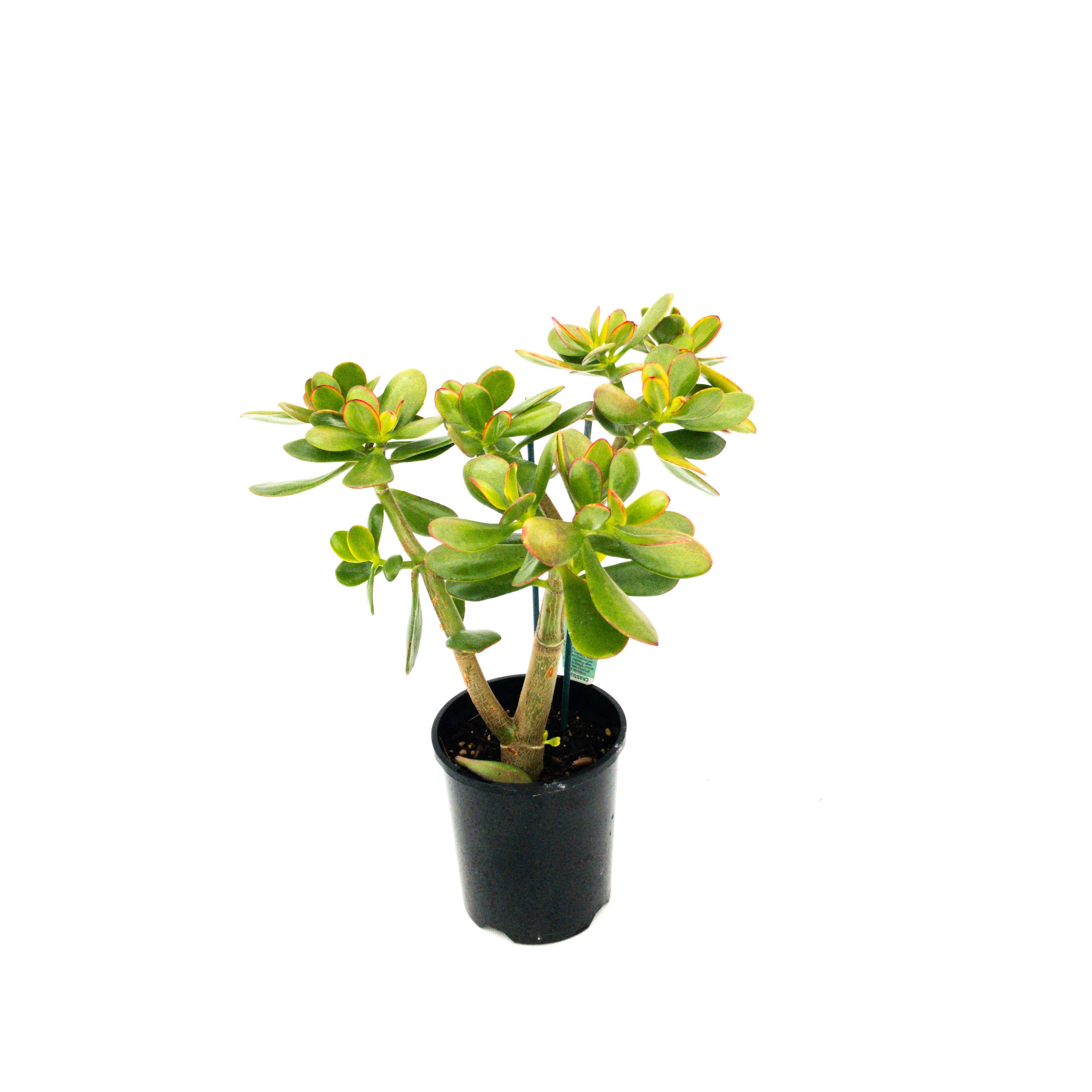 Crassula Ovata  (money Tree) - 140mm