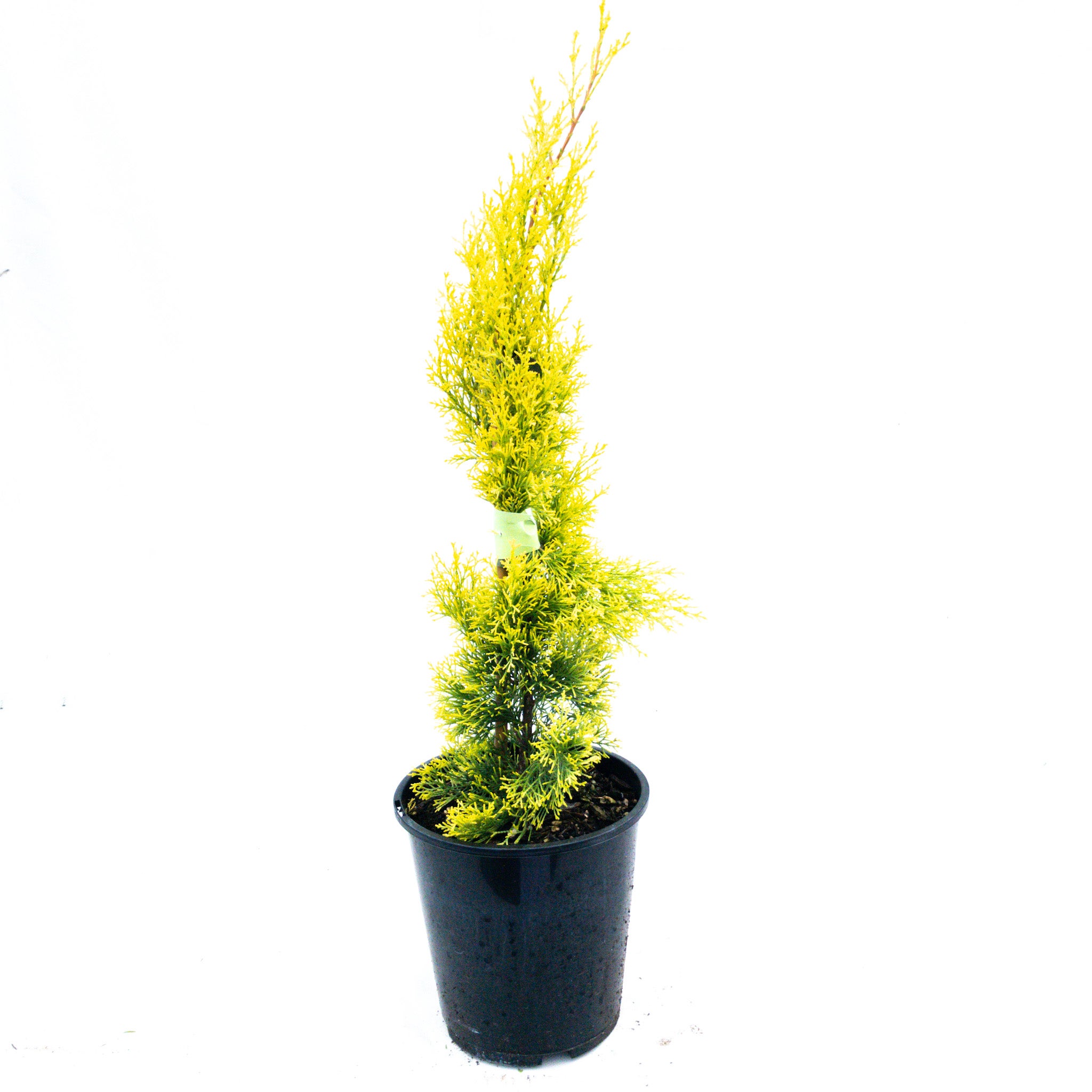 Cupressus Sempervirens 'swanes Golden' (italian Cypress) - 3.3l