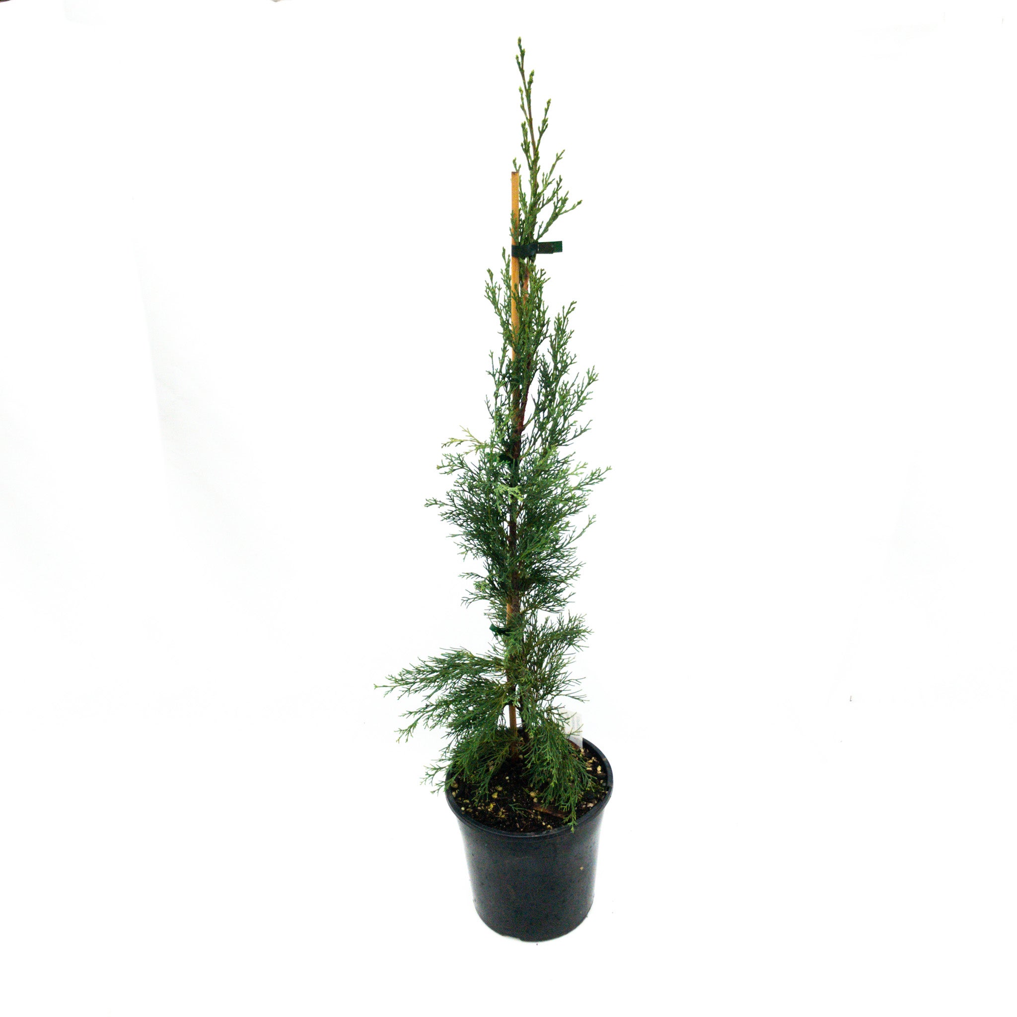 Cupressus Sempervirens 'totem' (italian Cypress) - 4l