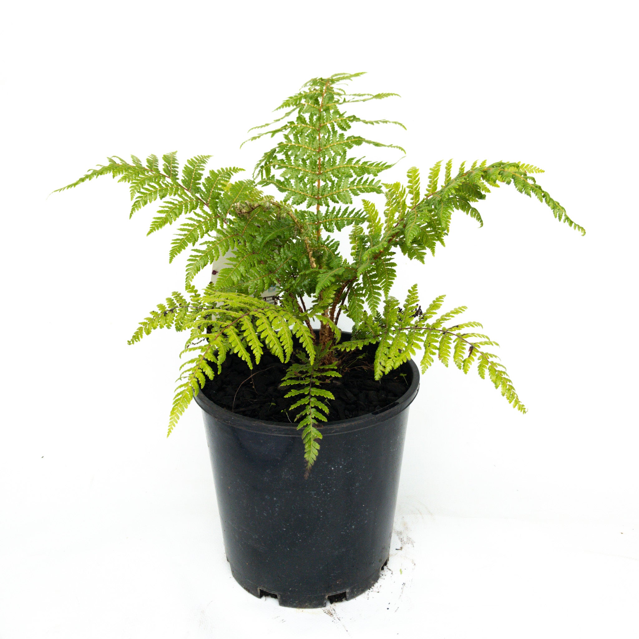 Cyathea Smithii (soft Tree Fern) - 3.3l
