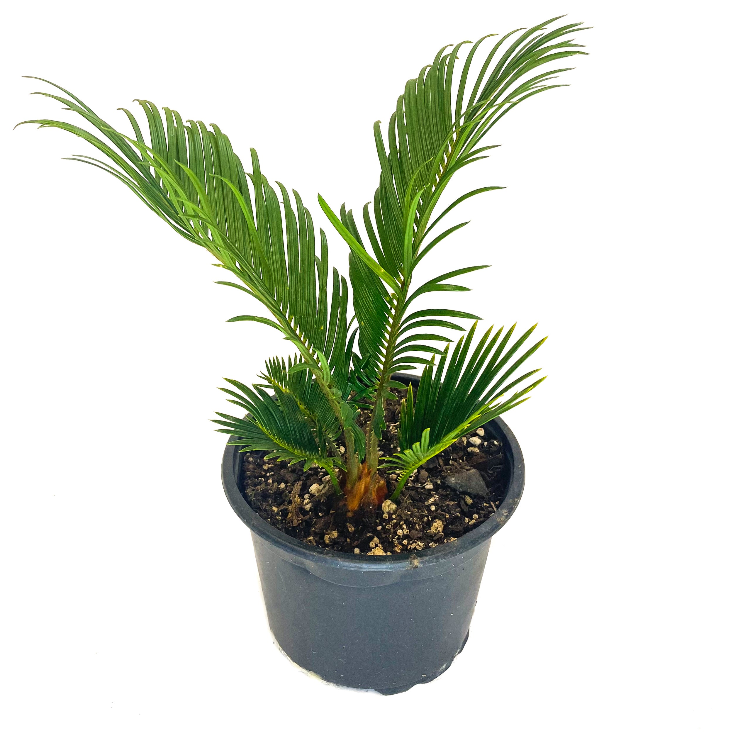 Cycas Revoluta (cycad) - 2l