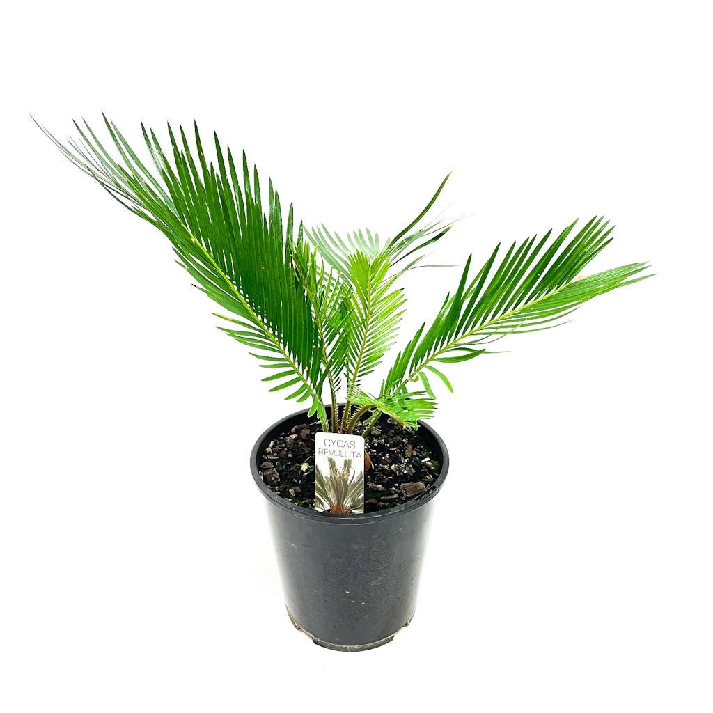 Cycas Revoluta (cycad) - 3.3l