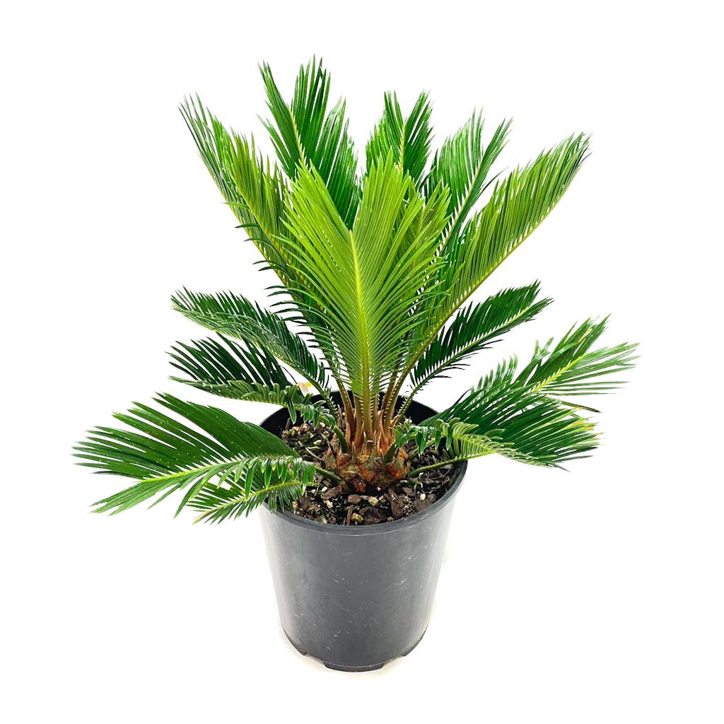 Cycas Revoluta (cycad) - 5l