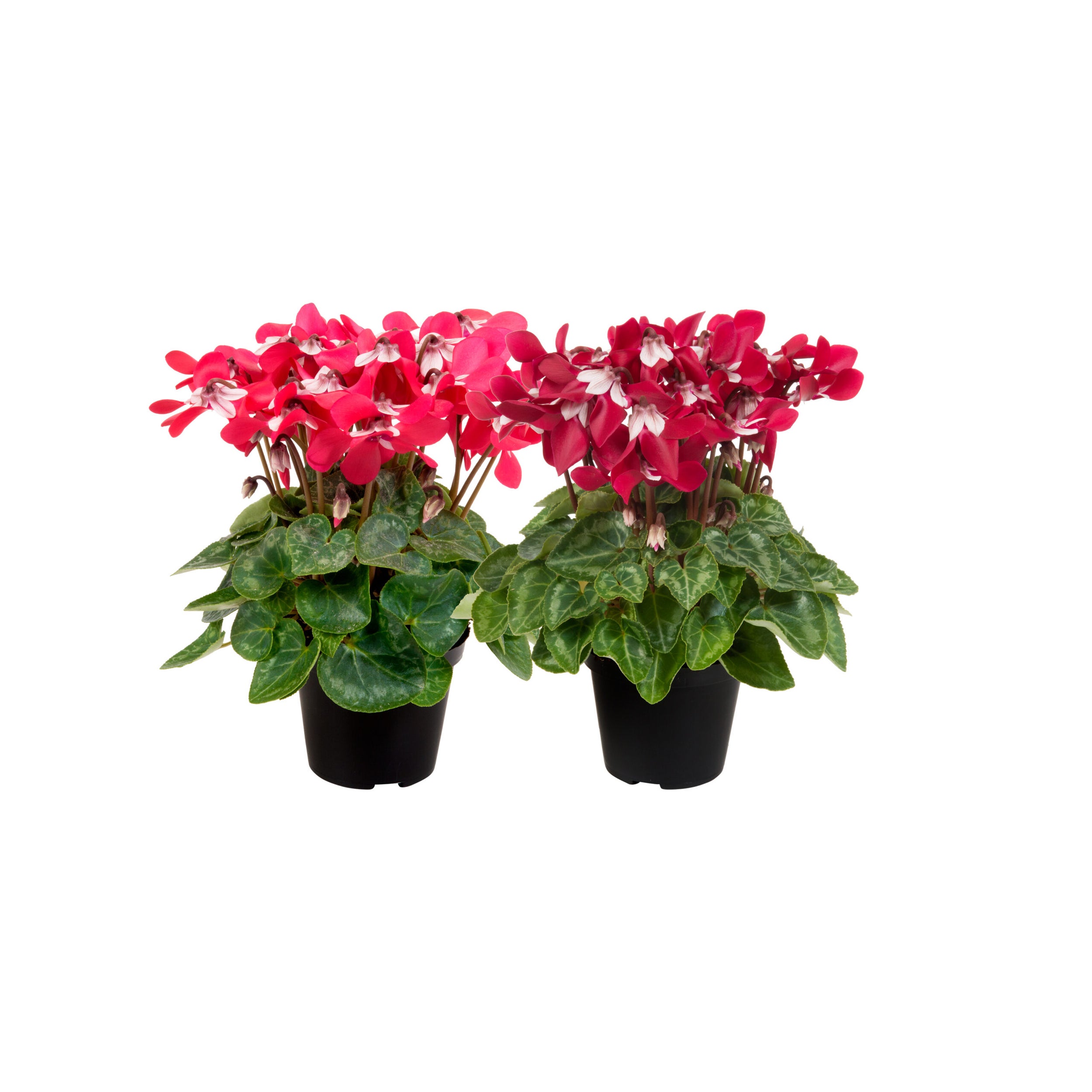 Cyclamen Djix 13cm