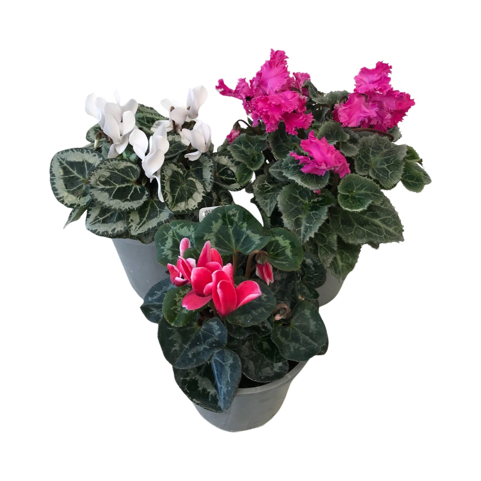 Cyclamen Mini Decora 10cm