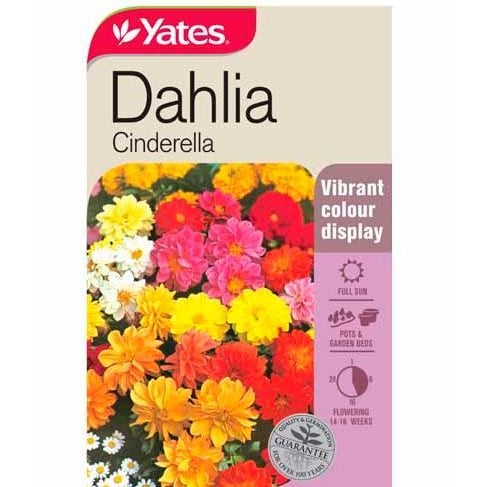Yates Dahlia Cinderella