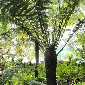 Dicksonia Fibrosa (tree Fern) - Pb18
