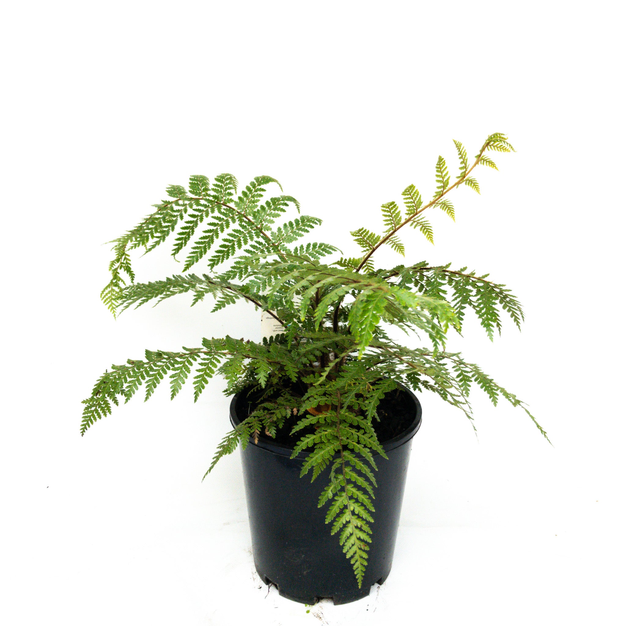 Dicksonia Squarrosa (brown Tree Fern) -3.3l