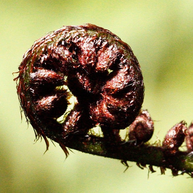 Dicksonia Squarrosa (brown Tree Fern) - 80l