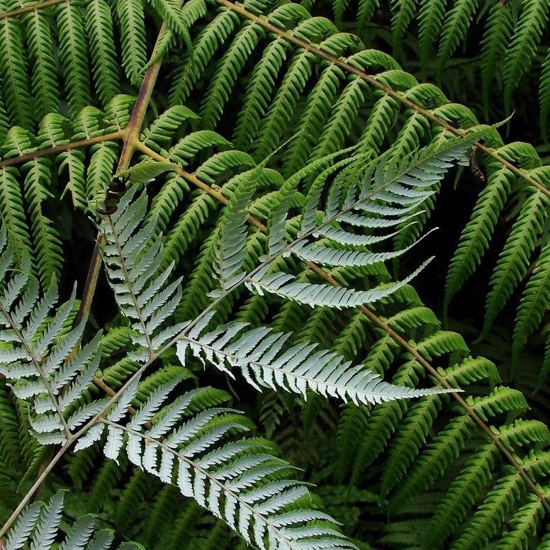Dicksonia Squarrosa (brown Tree Fern) - Pb28