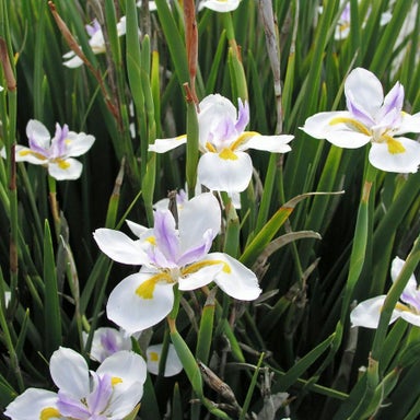 Kings Dietes Grandiflora (wild Iris) - 1.3l