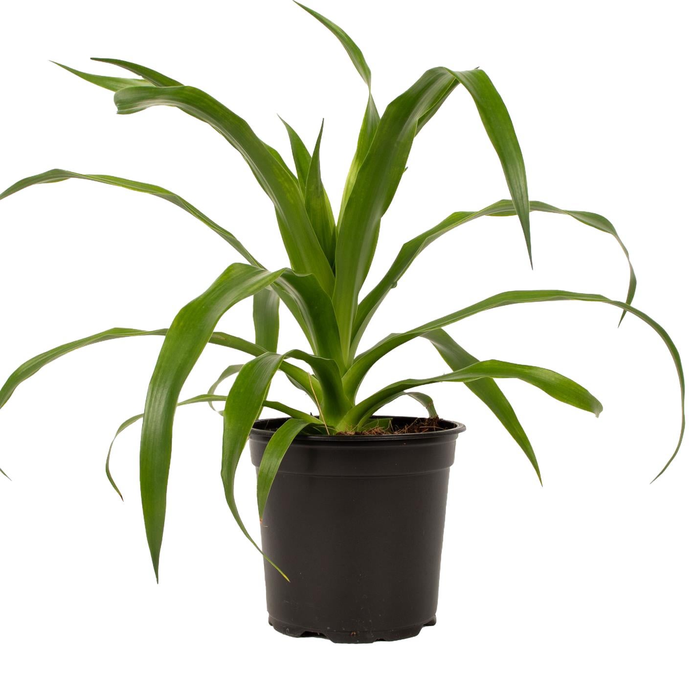Dracaena Cambodiana 12cm | Foliage | Kings Plant Barn | NZ Garden Centres,  Shop Online, Cafes
