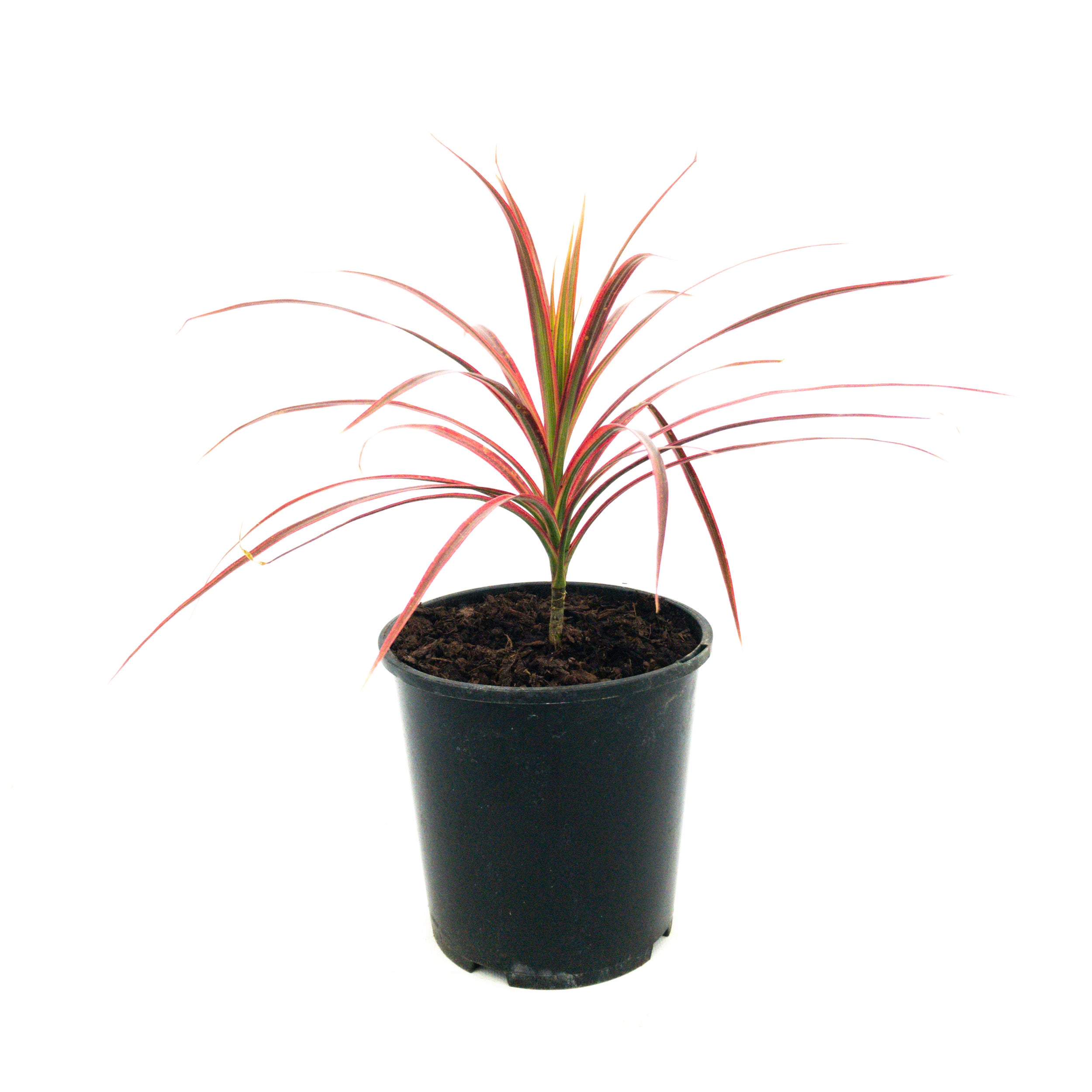 Dracaena Marginata 'colourama' - 2.5l