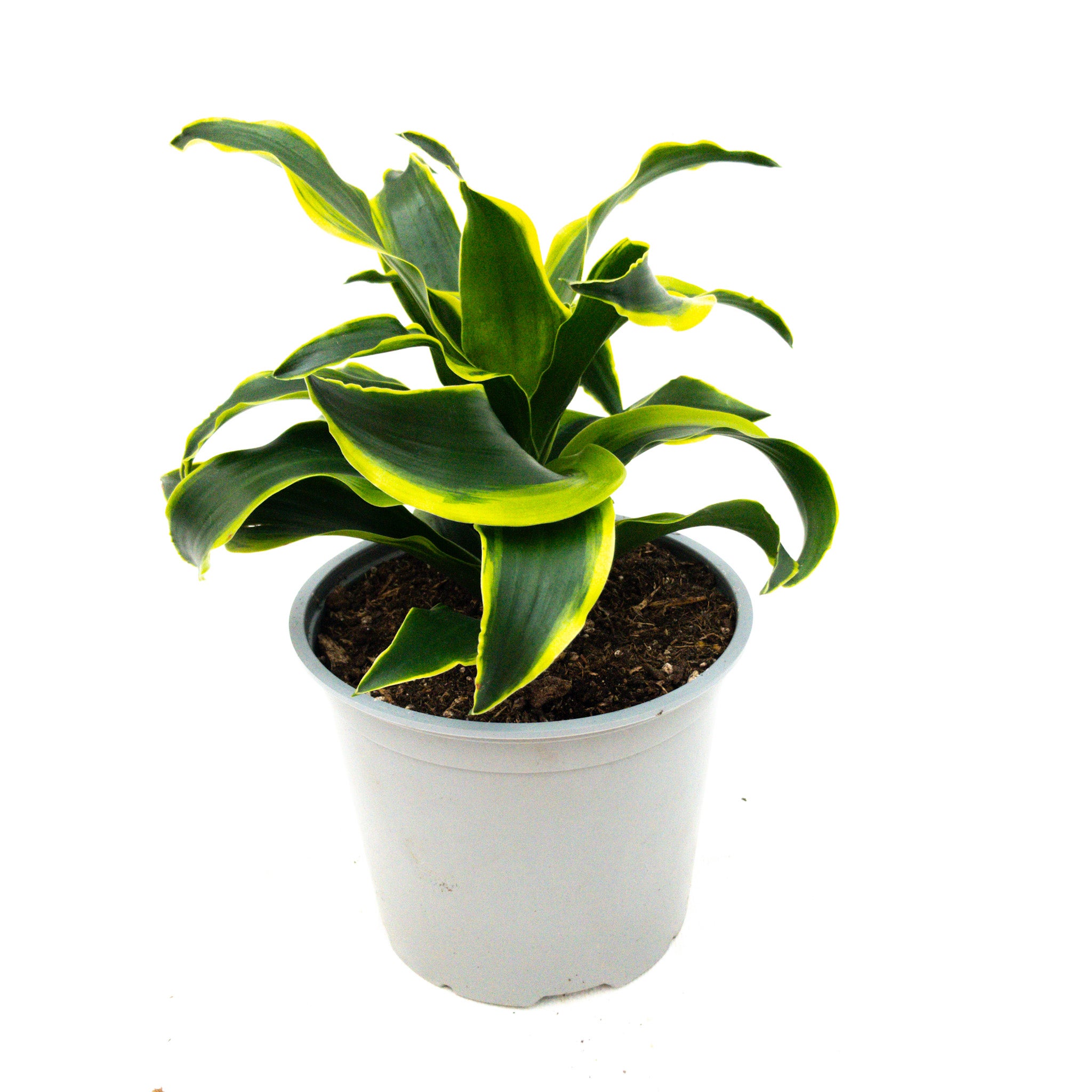 wood plant stands indoor Elegance Tiered Plant Stand main image 1