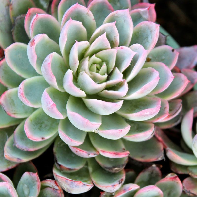 Kings Echeveria Hybrid 'violet Queen' 1.5l