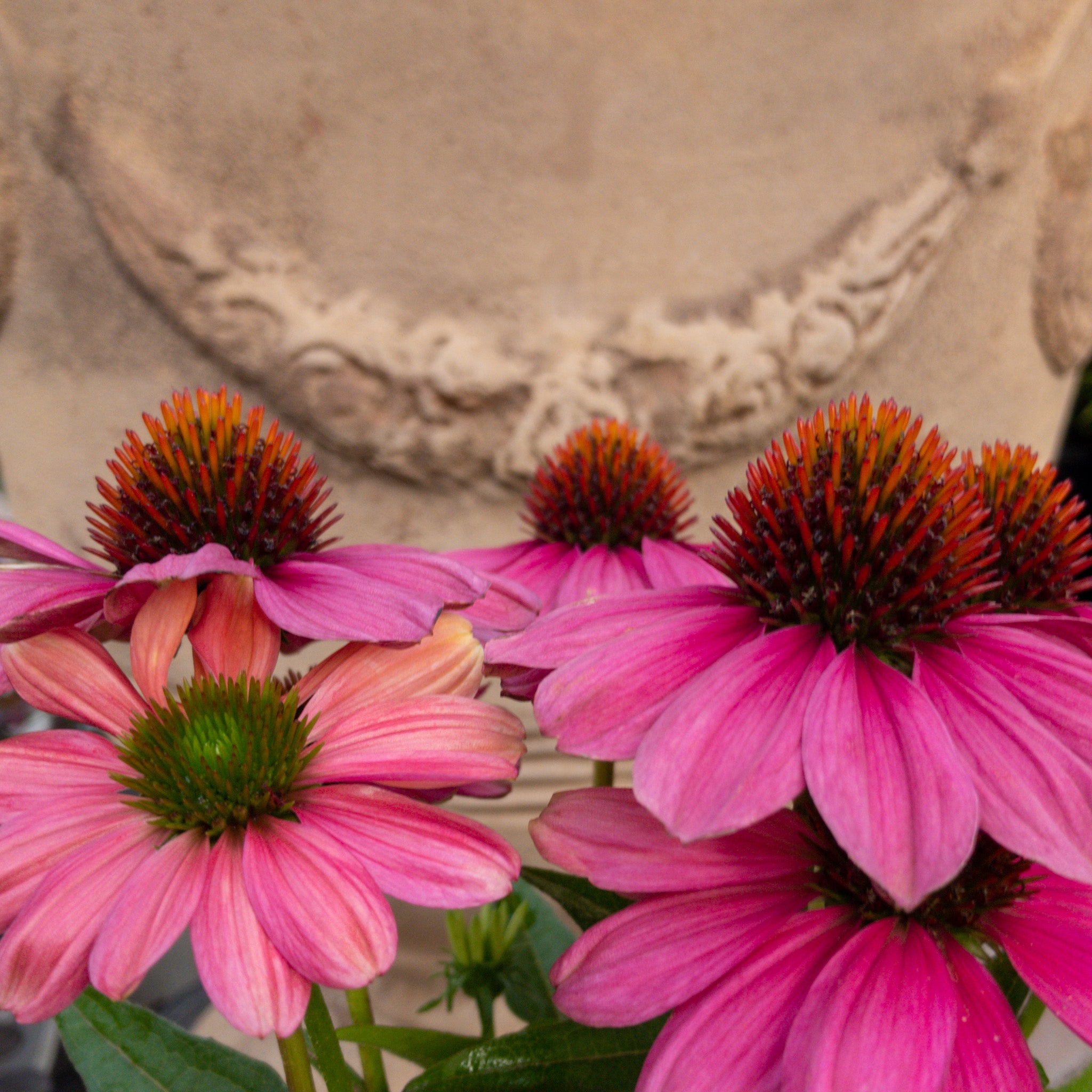 Echinacea Sp 'evolution Colourific' (cone Flower) - 1.5l