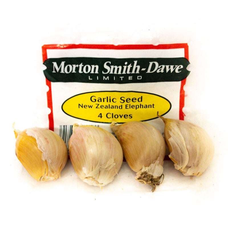 Elephant Garlic - Pack Of 4