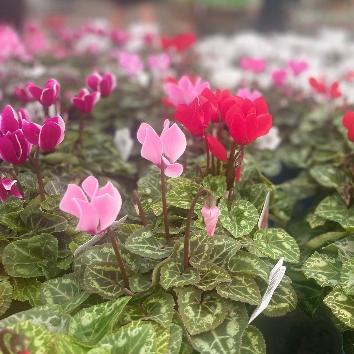 Elite Cyclamen - 9cm