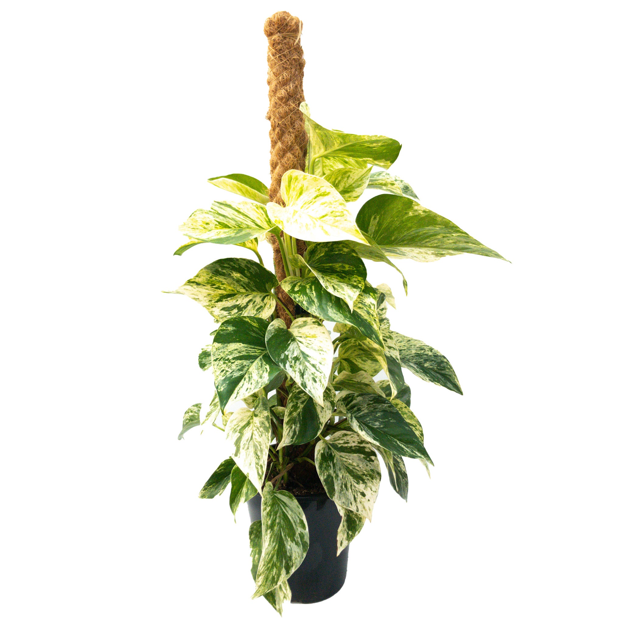 Epipremnum Marble Queen - 18cm On Coir Pole