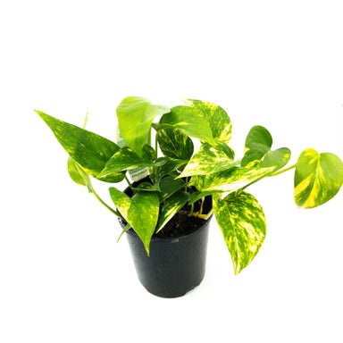 buy online philodendron pink princess Pink Princess Philodendron  Philodendron erubescens