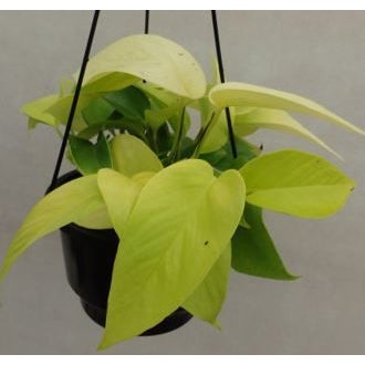 Epipremnum (scindapsus) Aureum 'neon' - 12cm