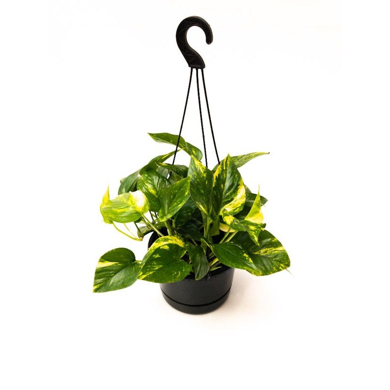 Epipremnum (scindapsus) Aureum 'golden Queen' - Basket