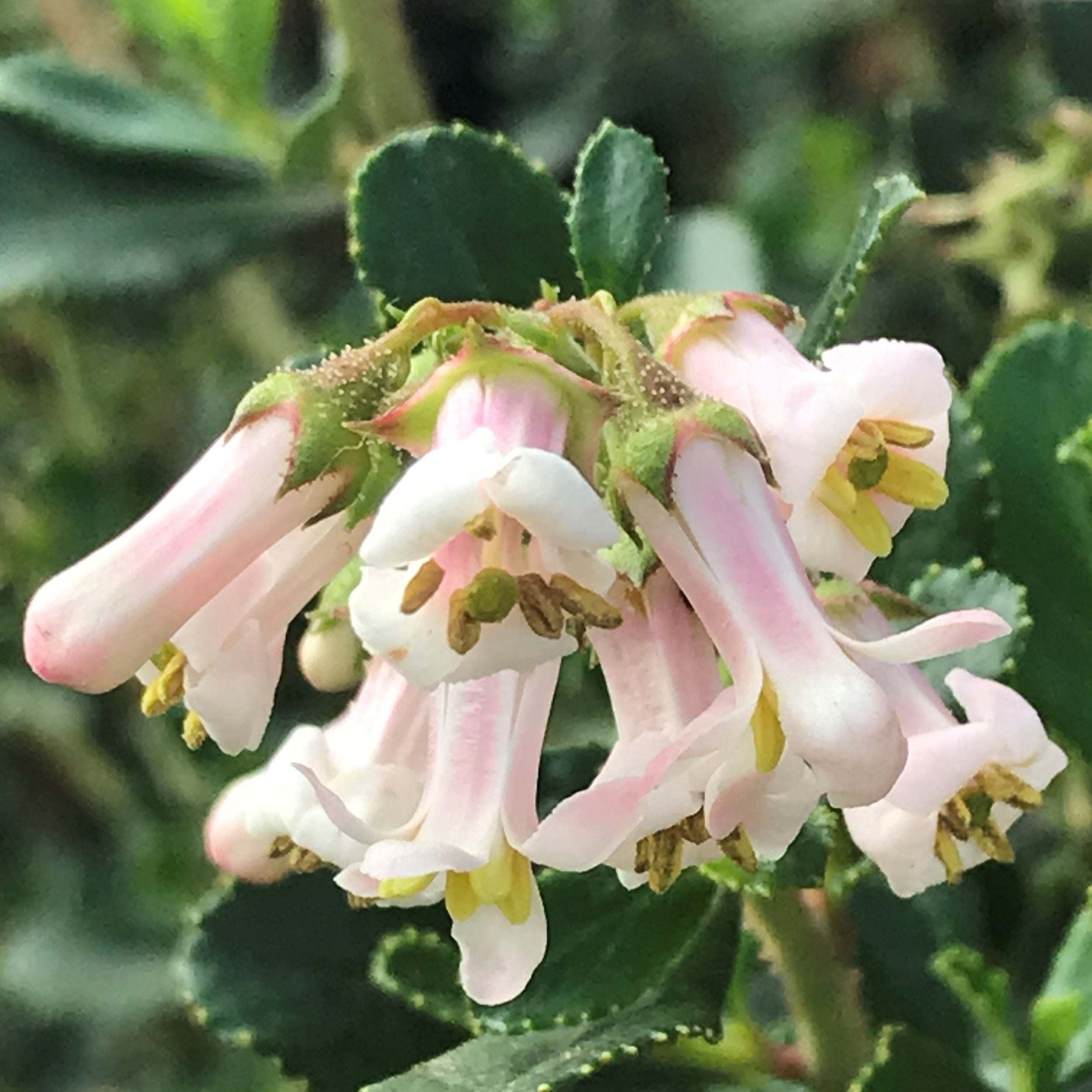 Escallonia White Knight - 2.5l