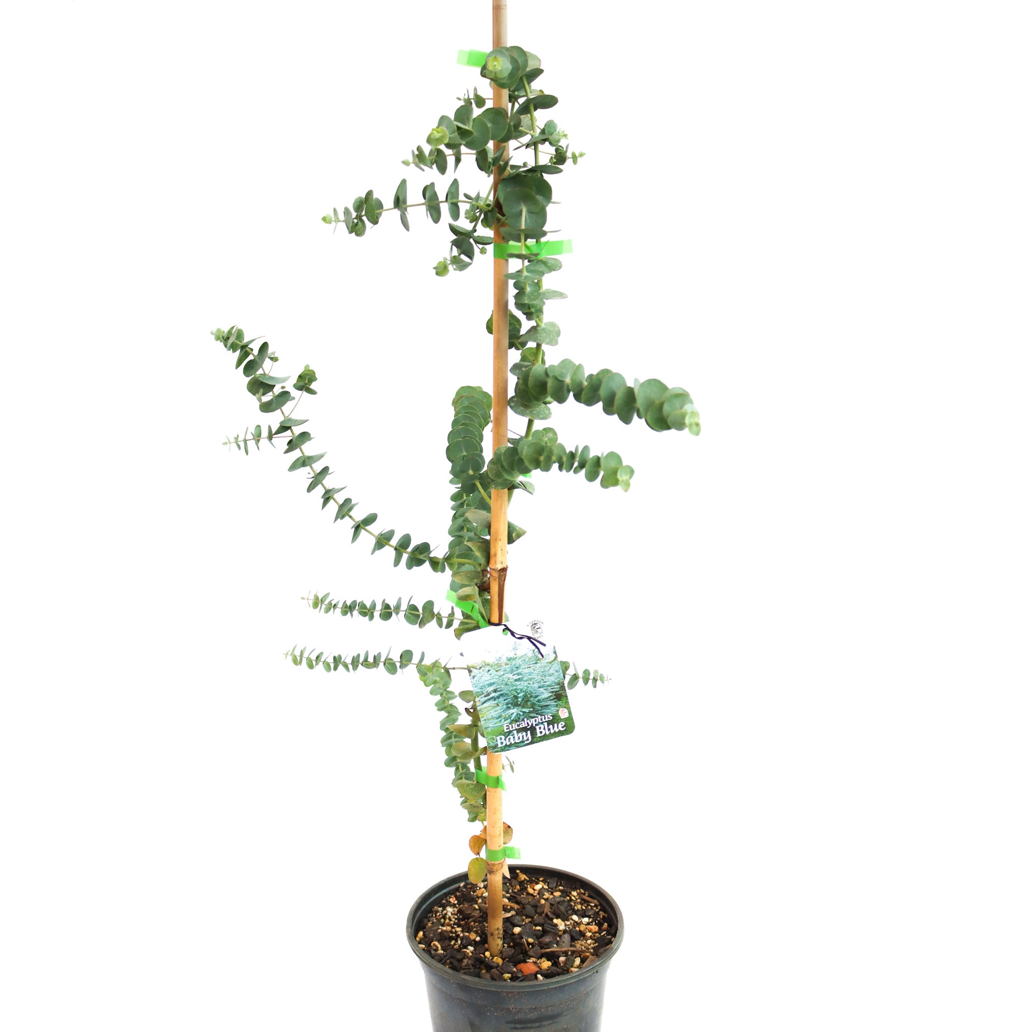 Eucalyptus Pulverulenta 'baby Blue' (silver Dollar Tree) - Pb6