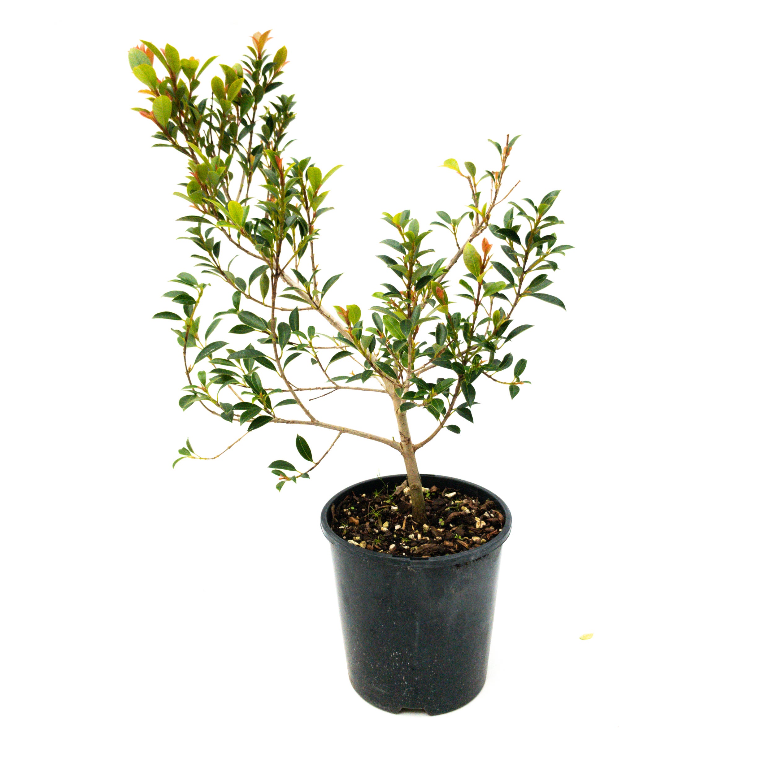 Eugenia Ventenatii (lilly Pilly) - 2l