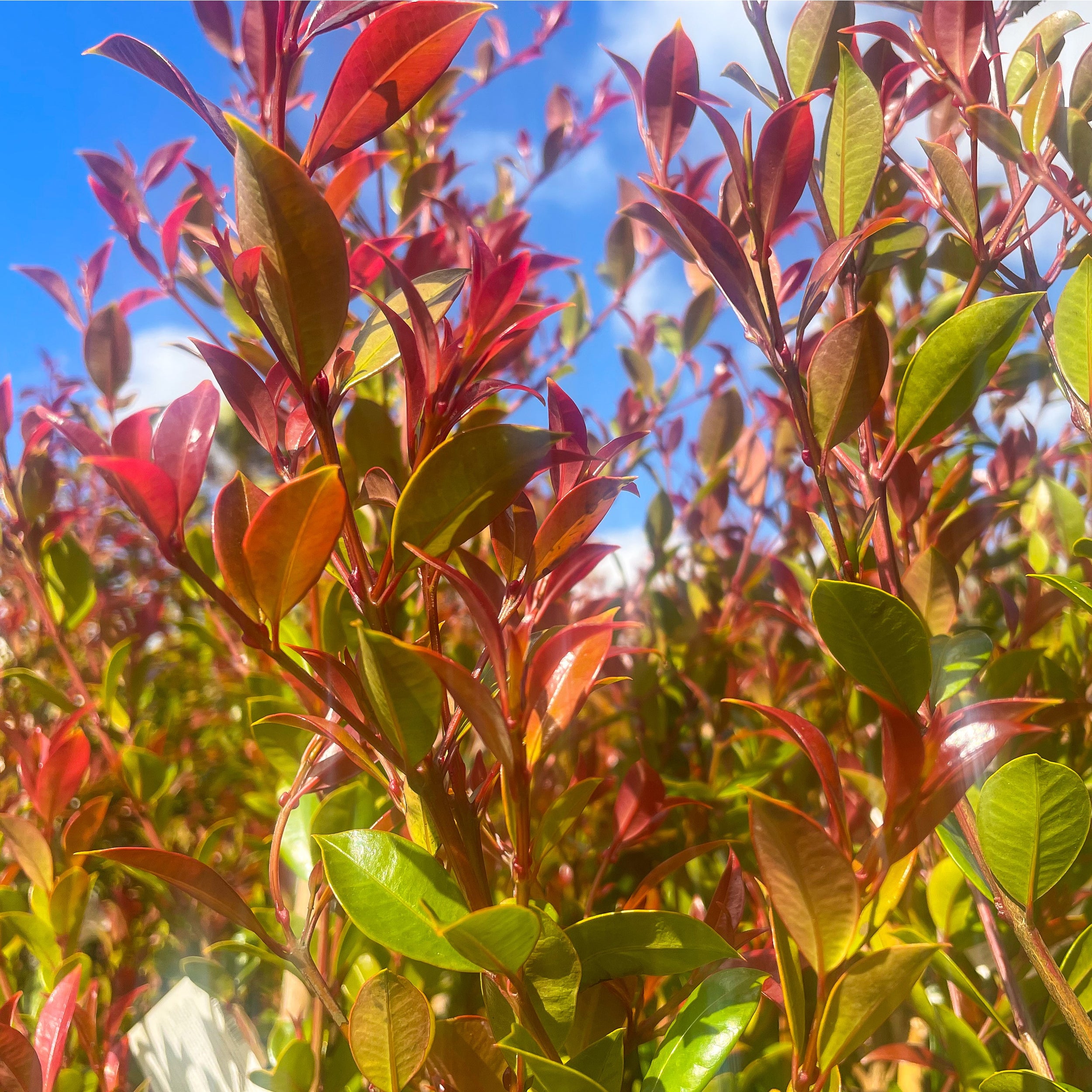 Eugenia Ventenatii (lilly Pilly) - 8.5l