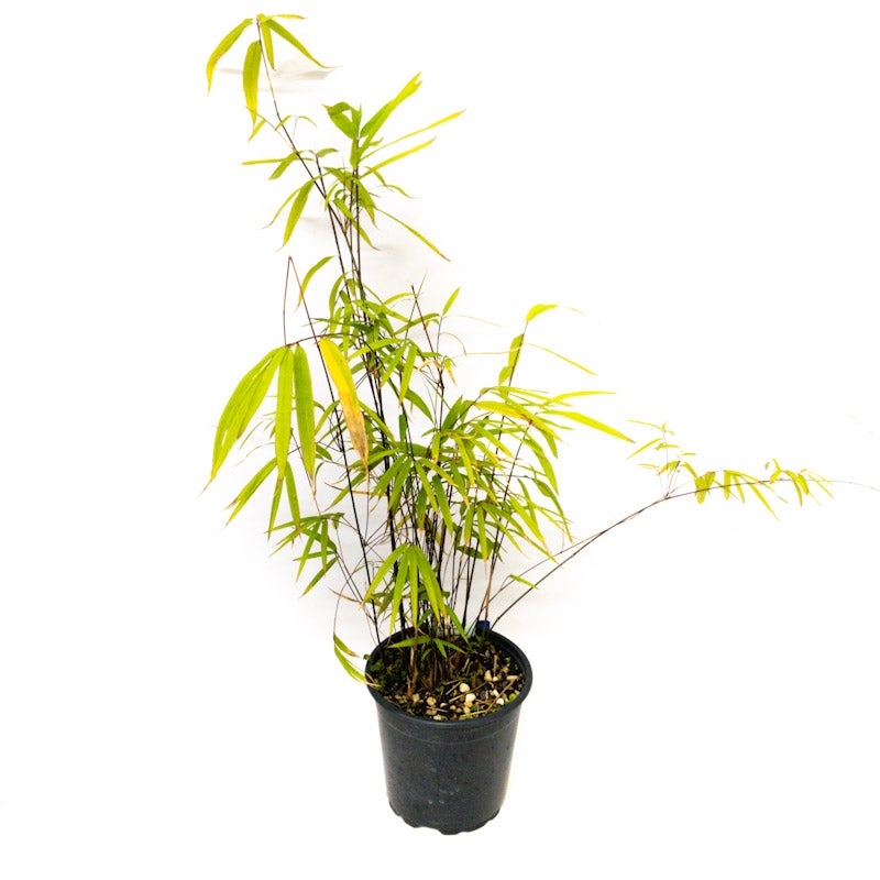 Fairy Bamboo Gracilis (bamboo) - 2.5l