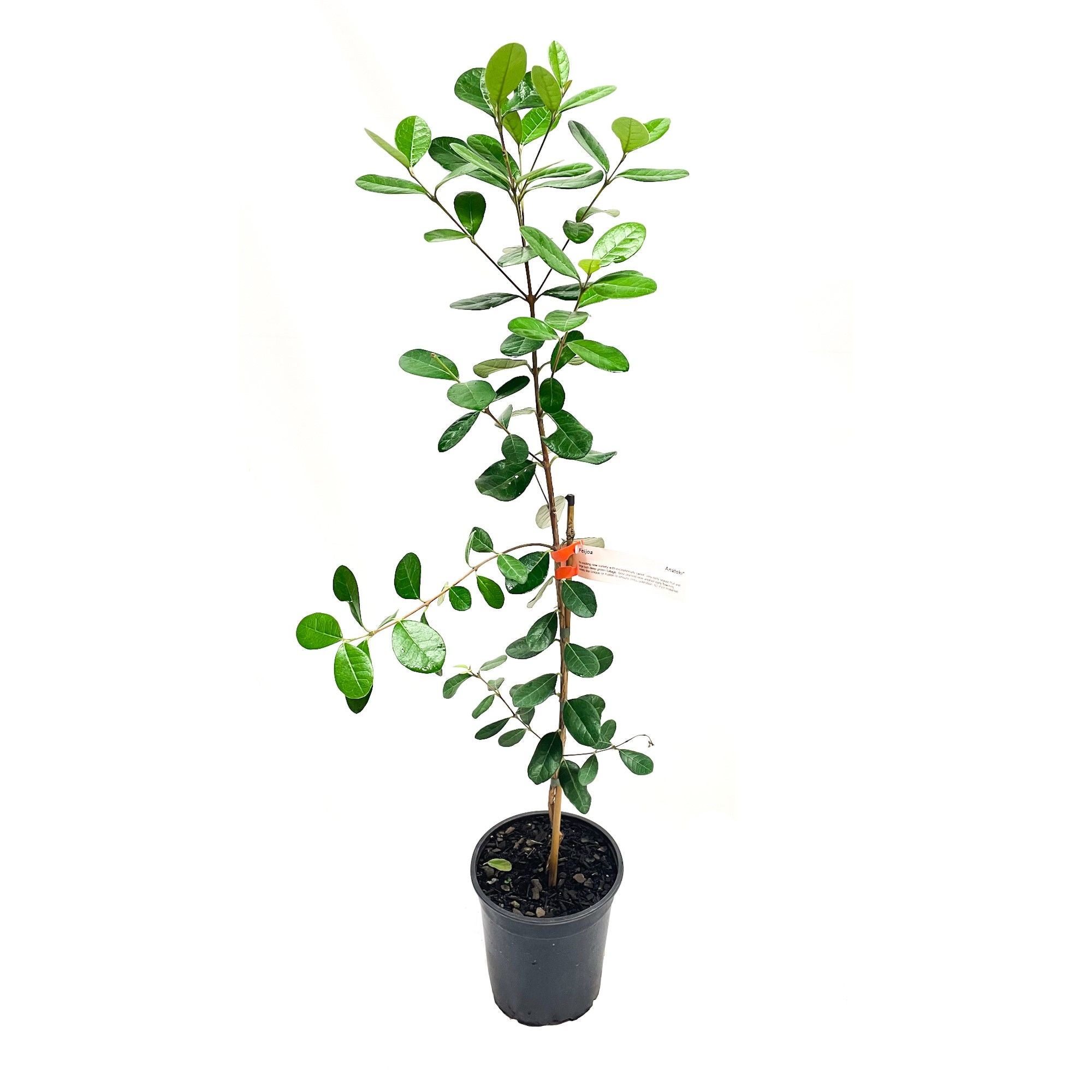Feijoa 'anatoki' - 3.5l