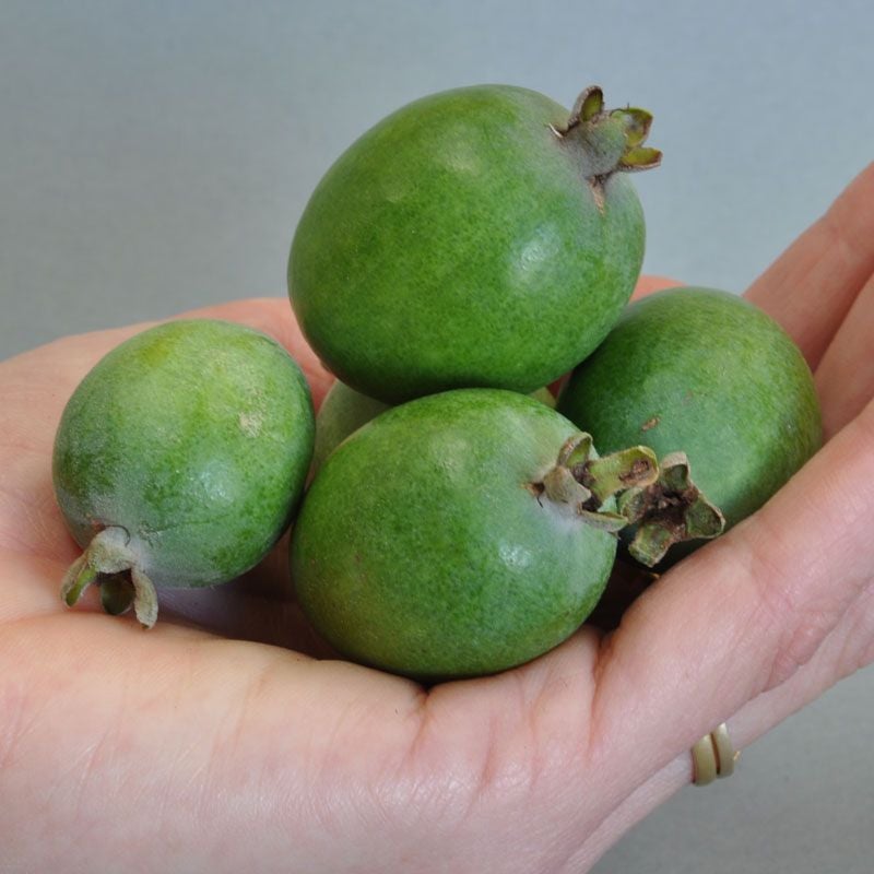 Feijoa 'bambina' - 1.9l