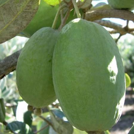 Feijoa 'kakariki' - 3.5l