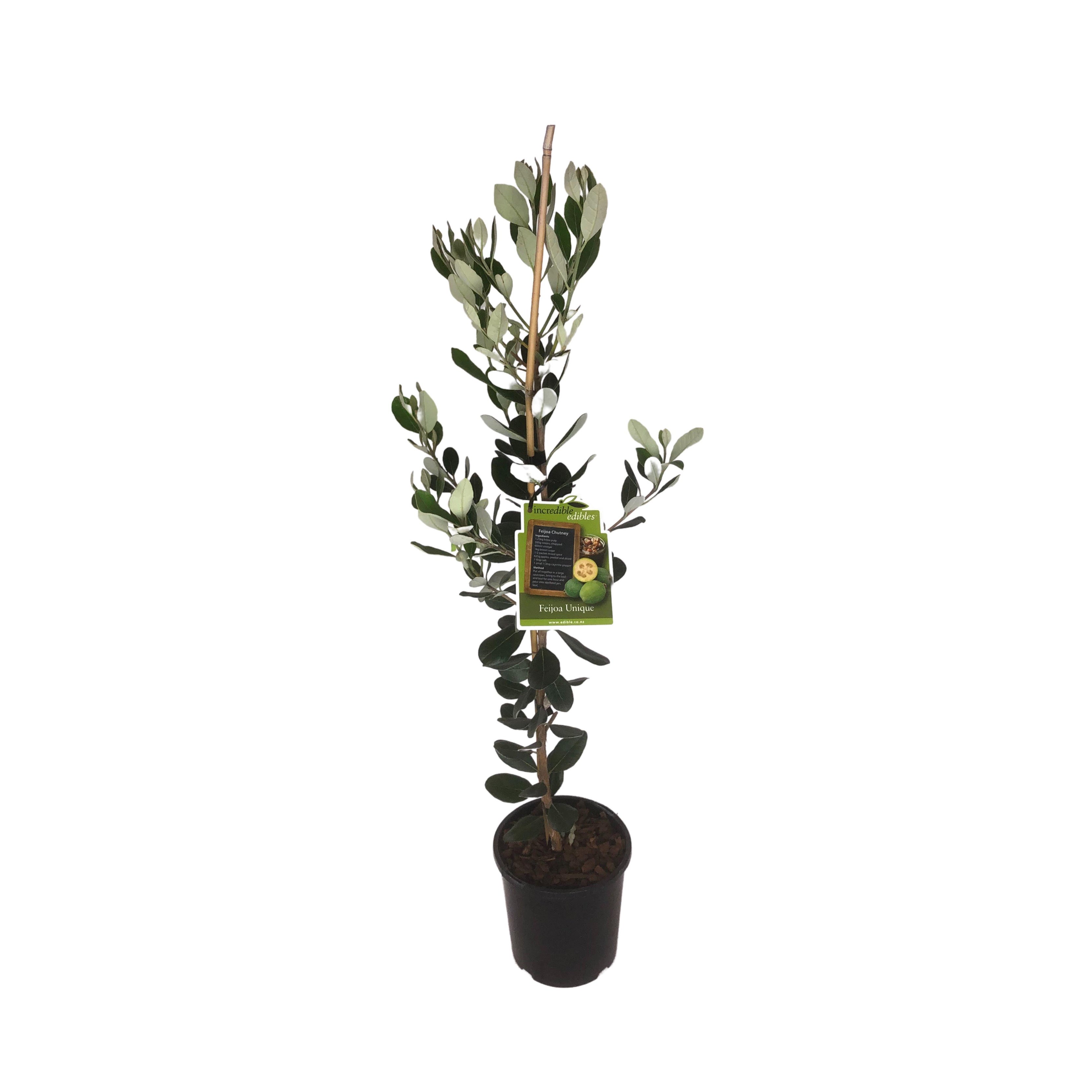 Feijoa 'unique' - 3l