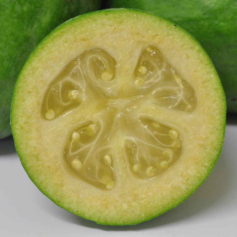 Feijoa 'white Goose' - 3l