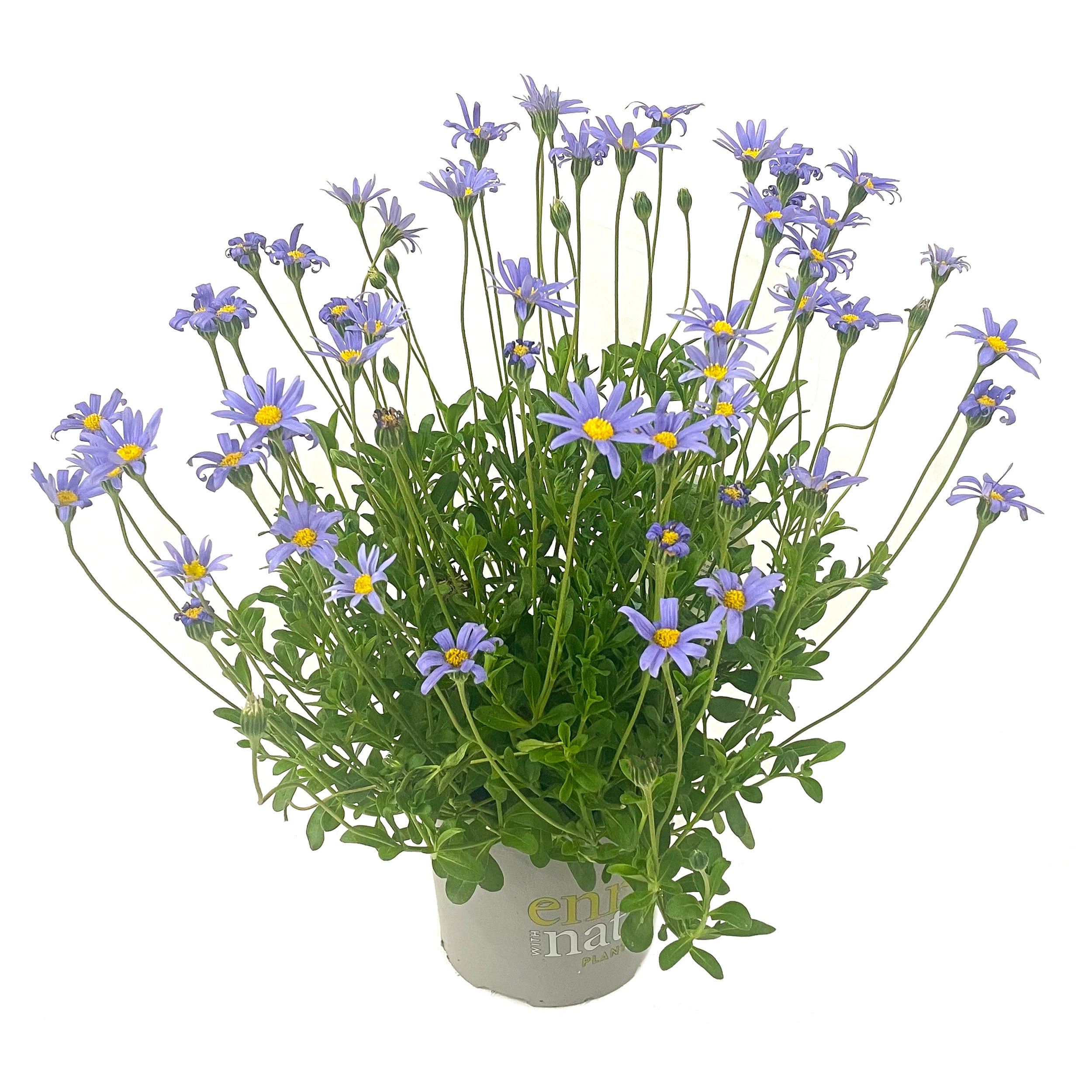 Felicia Amelloides 'felicity Blue'' (blue Daisy) - 1.5l